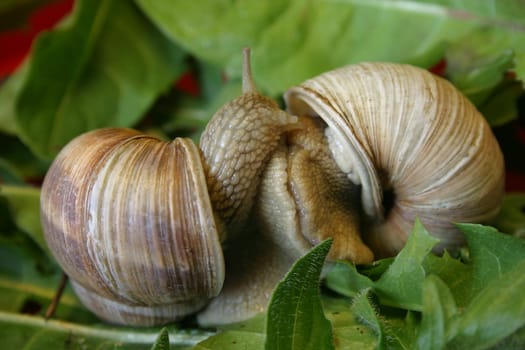 Two vineyard snails during love foreplay