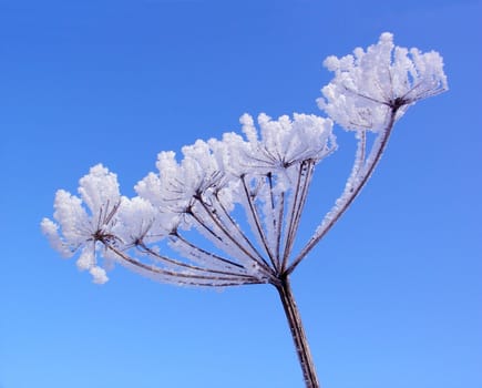 Winter flower