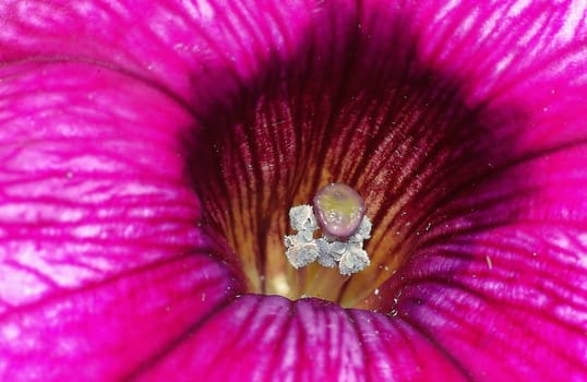 Nectar