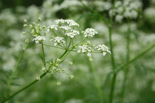 Unfortunately,I have no idea what this beautiful plant could be called. Maybe someone has a tip ? Thanks Horst for your tip,could be true