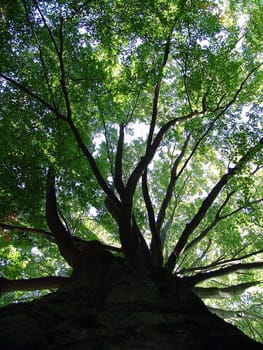 Strong as a tree