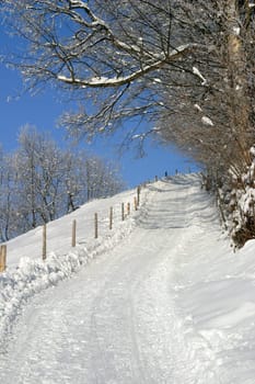 Winter Wonderland