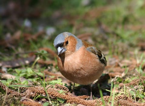 A cheeky chaffinch man