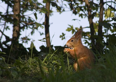 Squirrels in the spotlight