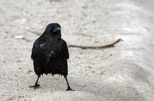 Watered Poodle - um raven