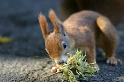 The squirrels live with us at the cemetery like in the land of milk and honey. This wild variety of hazelnuts can be found there in abundance. That's why it's pretty pointless to start any bribery attempts with nuts.