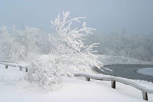 Recorded on 19.01.2006 on the Kleiner Feldberg in the Taunus. There was a gloomy soup in Frankfurt,but up here a thin fog drifted around,always broken by the sun. This resulted in very changeable but interesting lighting conditions