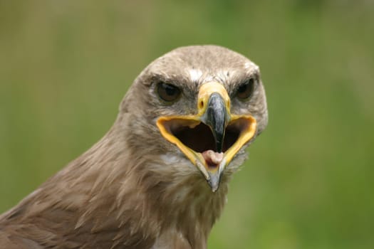 Portrait of a steppe eagle