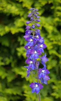 Larkspur