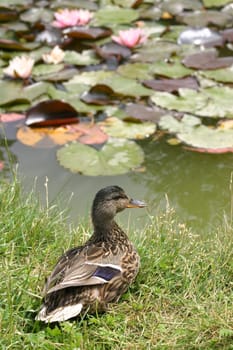 Mallard on a pond bank