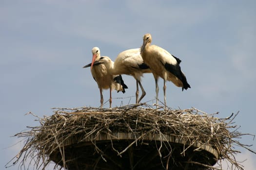 White storks in a nest