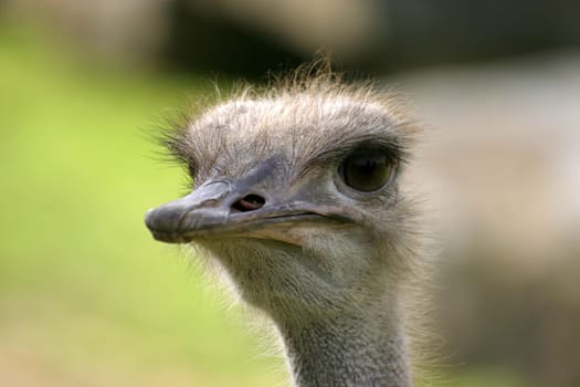 Ostrich Head
