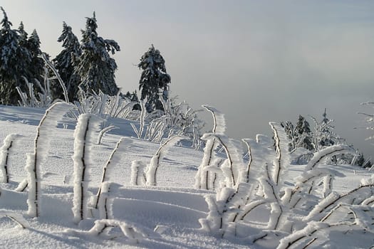 Recorded on 19.01.2006 on the Kleiner Feldberg in the Taunus. There was a gloomy soup in Frankfurt,but up here a thin fog drifted around,always broken by the sun. This resulted in very changeable but interesting lighting conditions
