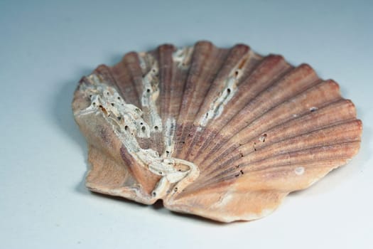 Shell Fan