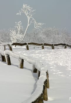 Recorded on 19.01.2006 on the Kleiner Feldberg in the Taunus. There was a gloomy soup in Frankfurt,but up here a thin fog drifted around,always broken by the sun. This resulted in very changeable but interesting lighting conditions