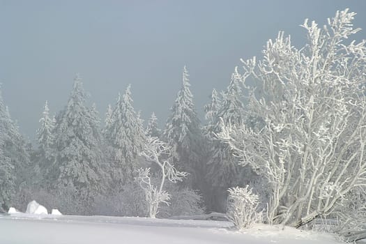 Recorded on 19.01.2006 on the Kleiner Feldberg in the Taunus. There was a gloomy soup in Frankfurt,but up here a thin fog drifted around,always broken by the sun. This resulted in very changeable but interesting lighting conditions