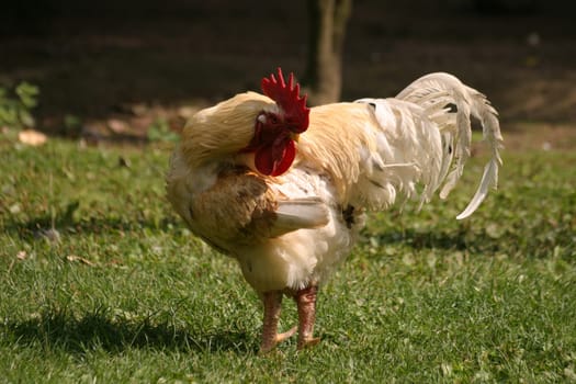White rooster in plumage care