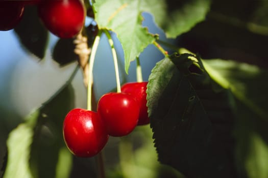 Cherry Trio