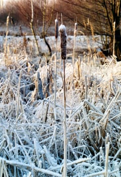 Reed