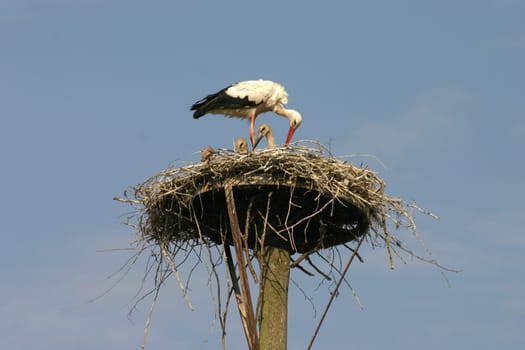 White storks in a nest