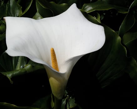 Arum