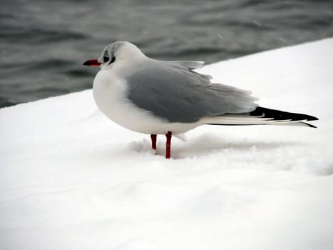 Not a black-headed gull,but a snow-headed gull! It's freezing cold,the seagull already has red legs :-)