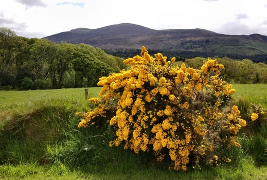 Ireland's Spring