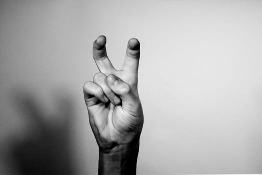 rabbit ears