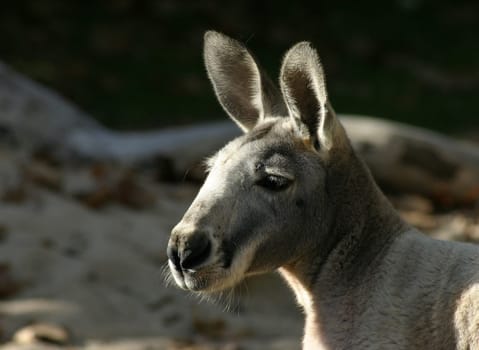 Do you remember Skippy?