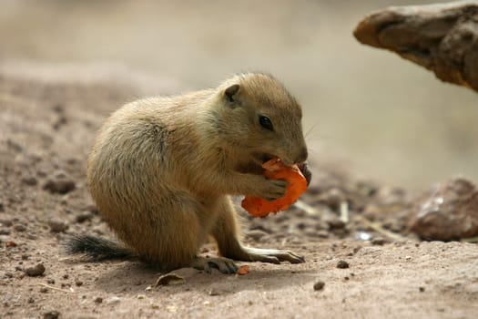 ... Or so that they can still bite powerfully tomorrow :-)