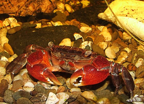 Red mangrove crab