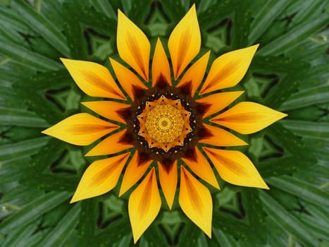 Gazania Kaleidoscope
