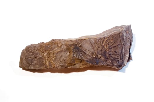 Fossils