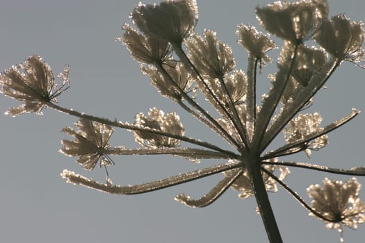 Winter Impression