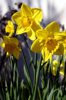 daffodils