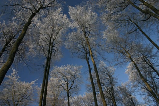 Hoarfrost-covered beech trees
