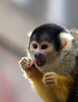 Fine prey