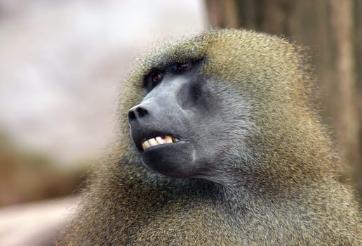 Who stole my maxillary prosthesis?