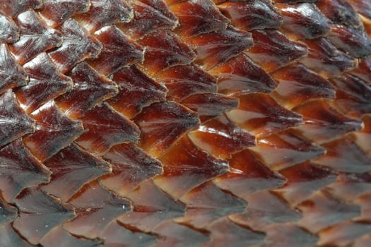 Snake Fruit Macro I