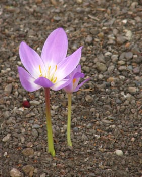 Hieronymus Bock (1498-1554) describes the plant: "Some call these flowers naked whores,because they appear on clothes or on herbs"". So she was also called Autumn Forgotten and Timeless. Other names include autumn lily,winter saffron"