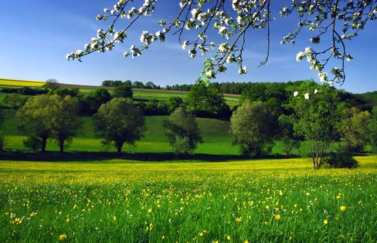 Spring Awakening