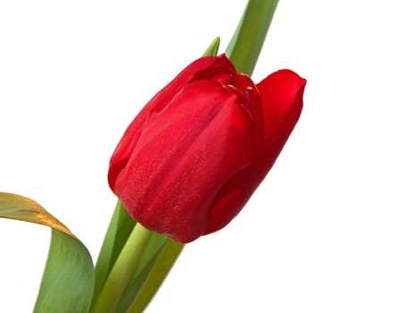 Spring greetings
