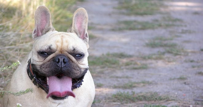 Long-eared