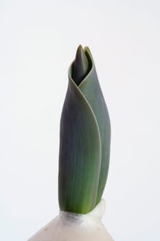 Sprouting III