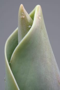 Sprouting VI