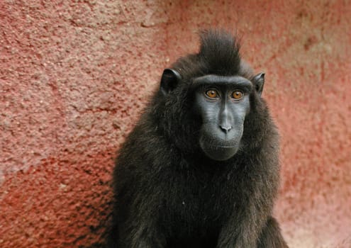 Crested macaque