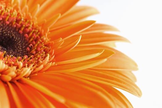 Gerbera