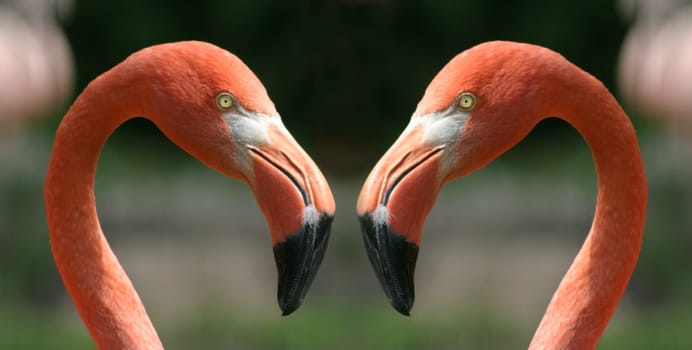 ... when two becomes one!