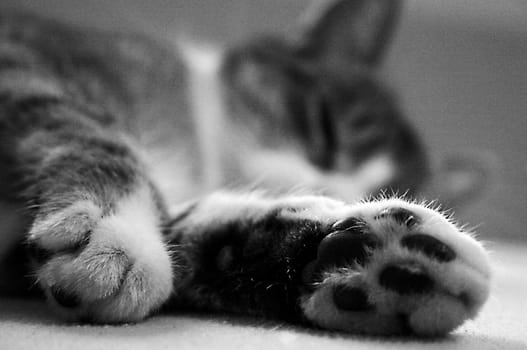 Paws