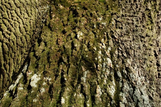 Natural artwork